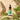 Rocket oil 30 ml